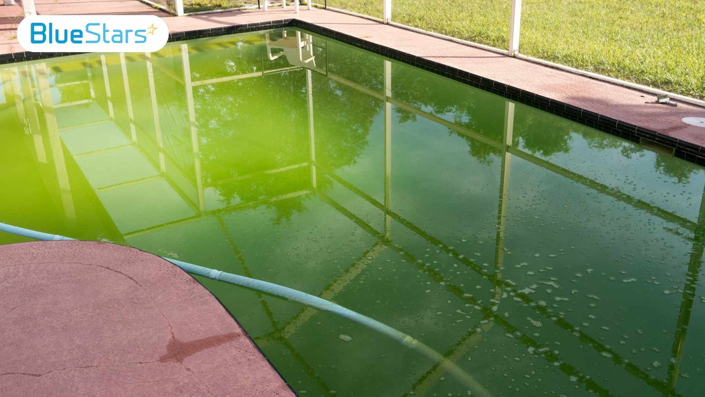 Types of Pool Algae: How to Identify and Remove Effectively